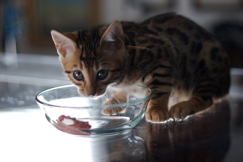 かわいい！ シーズン1